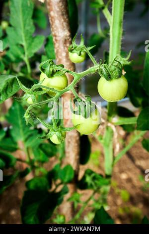Junge Pflanze mit grünen Tomaten. Gemüse für den Eigenbau. Stockfoto