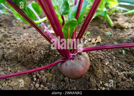 Eine junge rote Rübenpflanze in einem Garten Stockfoto