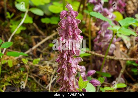 Lathraea squamaria Familie Orobanchaceae Gattung Lathraea Common Zahnkraut - Innenarchitektur Tapetenfotografie Stockfoto