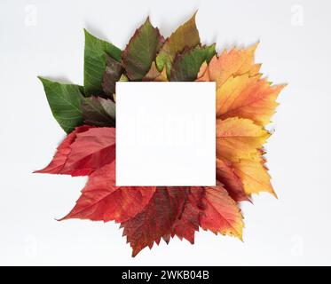 Farbiges Herbstlaub. Kreatives Konzept des Jahreszeitwechsels. Quadratische weiße Karte für minimale natürliche Zusammensetzung im Kopierraum. Stockfoto