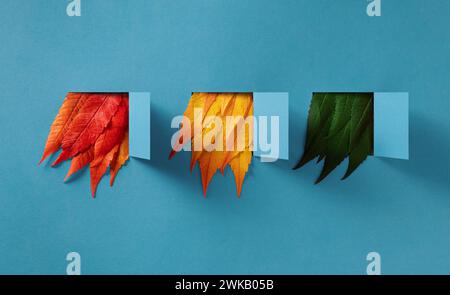 Herbstkomposition mehrfarbiger Blätter, die aus offenen Papierfenstern auf blauem Hintergrund ragen. Kreatives, natürliches Herbstkonzept. Stockfoto