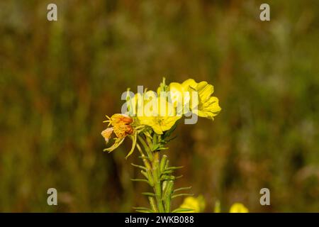 Oenothera rubricaulis Familie Onagraceae Gattung Oenothera Nachtkerze Wildblume Stockfoto