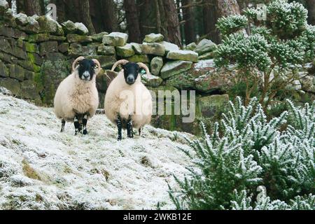 Zwei Schafe, die auf einem verschneiten Hügel stehen und auf die Kamera blicken Stockfoto