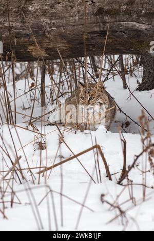 Bobcat (Lynx rufus) sitzt unter dem Log und schaut hinter Unkraut aus Winter - Gefangener Tier Stockfoto