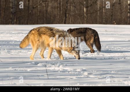 Grauwolf (Canis Lupus) und Schwarzphasenwolf schnüffeln Schnee Seite an Seite Winter - Gefangene Tiere Stockfoto