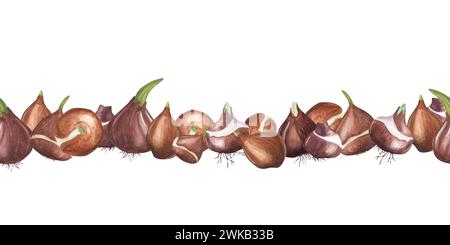 Blumenzwiebeln. Nahtloses Muster. Botanische Verzierung mit Tulpenzwiebeln, Narzissen. Aquarellillustration von Frühlingspflanzen. Für die Gestaltung von Büchern Stockfoto