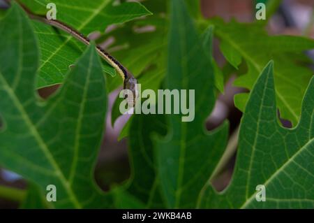 Kleine Schlangen, die auf Papayablättern kriechen Stockfoto