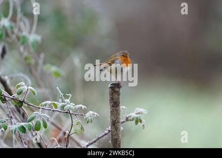 Robin-Erithacus rubecula auf Brombeeren, die von Raureif bedeckt sind. Winter. Stockfoto