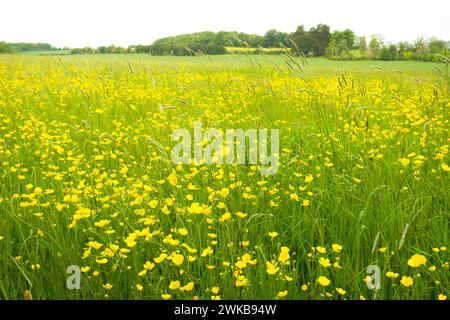 Wiesen-Butterblumen (Ranunculus acris), die auf einem Feld in der englischen Landschaft wachsen. Buckinghamshire, Großbritannien Stockfoto