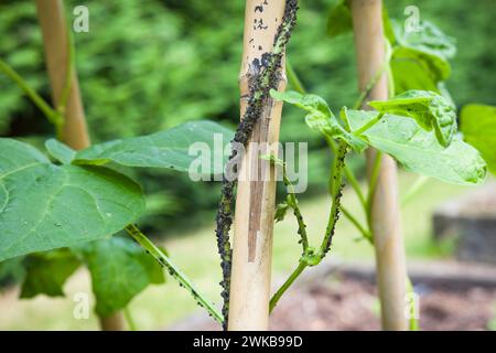 Blattläuse, Schwarzfliege (Blattläuse aus schwarzen Bohnen, Schwarzfliege) auf dem Stiel einer Bohnenpflanze (Hunter French Bean, Phaseolus vulgaris). Britischer Garten Stockfoto