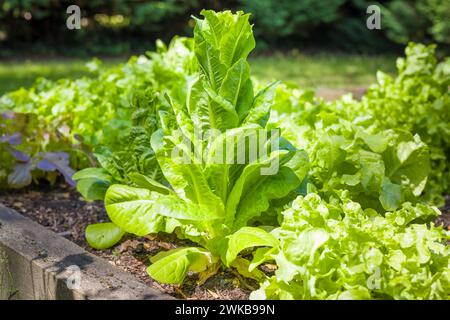 Im Sommer wächst die Kopfsalatpflanze in einem Gemüsebeet in einem britischen Garten Stockfoto