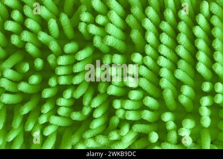 Abstrakter grüner Hintergrund. Grüne abstrakte Textur wie Korallen. Stockfoto