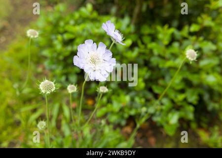 Scabiosa caucasica Clive Greaves. Mehrjährige kaukasische Skabienblüten in einem britischen Gartenbeet im Sommer Stockfoto