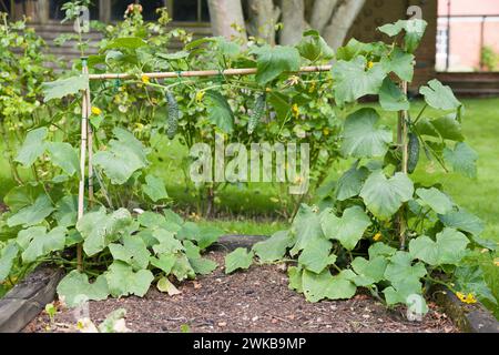 Gurkenpflanzen (Bedfordshire Prize Ridge Gurken), die im Sommer in einem englischen Gemüsegarten im Vereinigten Königreich wachsen Stockfoto