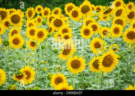 Das Sonnenblumenfeld steht hoch und stolz. Nahaufnahmen von Sonnenblumen vor einem wunderschönen blauen Himmel. Stockfoto