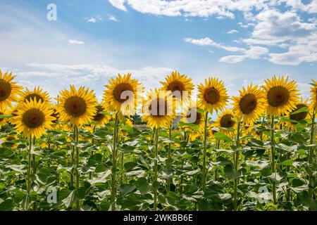 Das Sonnenblumenfeld steht hoch und stolz. Nahaufnahmen von Sonnenblumen vor einem wunderschönen blauen Himmel. Stockfoto