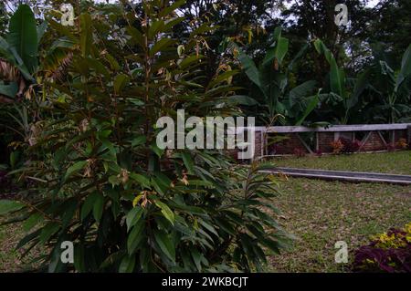 Gartenblick mit mittelgroßen Durianbäumen. Durian ist der Name einer tropischen Pflanze aus Südostasien sowie der Name ihrer essbaren Pflanze Stockfoto