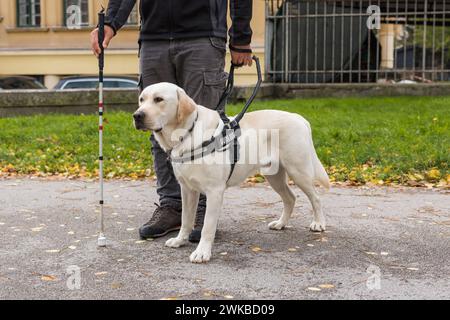 Blindenhund hilft einem sehbehinderten Mann, die Straße an der Fußgängerüberquerung zu überqueren. Konzepte von Mobilitätshilfen im Alltag blinder Menschen. Stockfoto