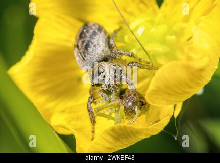 Springspinne (Evarcha arcuata, Evarcha marcgravi), mit Beute auf einer gelben Blume, Deutschland Stockfoto