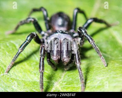 Mygalomorph Spinne (Atypus Piceus), Ansicht von vorne, Deutschland Stockfoto