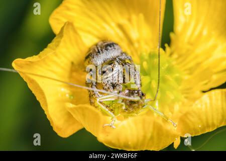 Springspinne (Evarcha arcuata, Evarcha marcgravi), mit gefangenem Heuschrecken auf einer gelben Blume, Deutschland Stockfoto