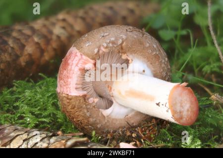 Brauner Holzpilz, rötender Holzpilz (Agaricus silvaticus), unter Fichten mit teilweise entfernter Deckhaut, Deutschland, Mecklenburg-Vorpommern Stockfoto