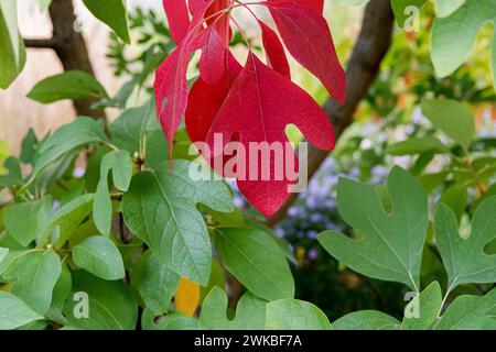 sassafras, weiße Sassafras, rote Sassafras, seidige Sassafras (Sassafras albidum), Blätter, ein Zweig mit Herbstblättern Stockfoto