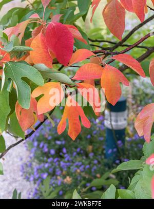 sassafras, weiße Sassafras, rote Sassafras, seidige Sassafras (Sassafras albidum), Blätter, ein Zweig mit Herbstblättern Stockfoto