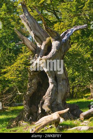 Rotbuche (Fagus sylvatica), toter Baum in Hutewald Halloh, Deutschland, Hessen, Kellerwald Nationalpark, Albertshausen Stockfoto