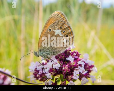 Kastanienheide (Coenonympha glycerion, Coenonympha iphis), sitzend auf Origanum vulgare, Deutschland Stockfoto