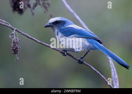 Scrub jay (Aphelocoma coerulescens), männlich sitzend auf einem Zweig, USA, Merrit Island Stockfoto