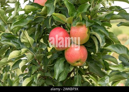 apfel (Malus domestica „Jucunda“, Malus domestica Jucunda), Sorte Jucunda Stockfoto