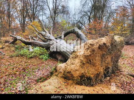 Umgefallener Baum im Sababurger Urwald im Herbst, Deutschland, Hessen, Gutsbezirk Reinhardswald Stockfoto