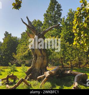 Rotbuche (Fagus sylvatica), toter Baum in Hutewald Halloh, Deutschland, Hessen, Kellerwald Nationalpark, Albertshausen Stockfoto