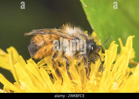 Rote maurerbiene (Osmia rufa, Osmia bicornis), sitzend auf gelbem Komposit, Deutschland Stockfoto