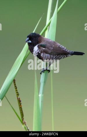 Bronze-Mannikin (Lonchura cucullata, Spermestes cucullata), auf einem Schilfstiel in einem Regenwaldsumpf in Äquatorialguinea Stockfoto