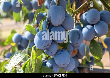Prunus domestica 'Topfive', Prunus domestica Topfive), Sorte Topfive Stockfoto