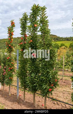 apfel (Malus domestica „Jucunda“, Malus domestica Jucunda), Sorte Jucunda Stockfoto