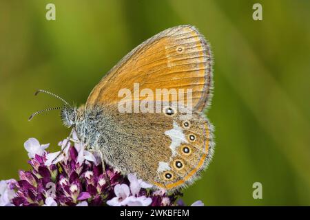 Kastanienheide (Coenonympha glycerion, Coenonympha iphis), sitzend auf Origanum vulgare, Deutschland Stockfoto