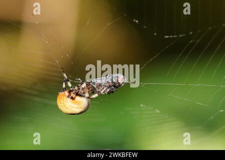 Vierfleckiger Orbweaver (Araneus quadratus), Weibchen mit Gefangenfliege im Netz, Deutschland, Mecklenburg-Vorpommern Stockfoto