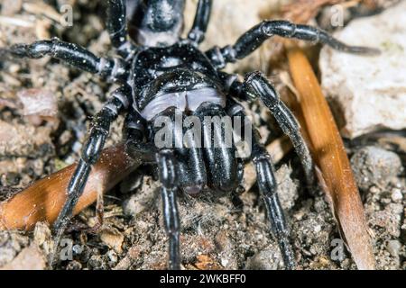 Mygalomorph Spinne (Atypus Piceus), Ansicht von vorne, Deutschland Stockfoto