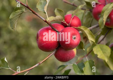 apfel (Malus domestica „Red Topaz“, Malus domestica Red Topaz), Sorte Red Topaz Stockfoto