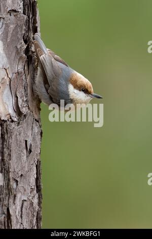 Braunköpfige Nuthatch (Sitta pusilla), auf einem Baum, USA Stockfoto