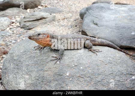 Riesige Kanarische Insel-Echse (Gallotia stehlini), auf einem Felsen gelegen, Kanarische Inseln, Gran Canaria, Maspalomas Stockfoto