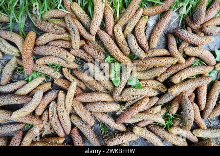 Afrikanische Zeder (Cedrus atlantica), männliche Blüten auf dem Boden, Italien Stockfoto