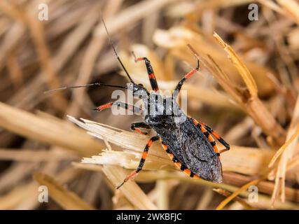 Attentäter (Rhynocoris annulatus, Rhinocoris annulatus), sitzend in einer Pflanze, Deutschland Stockfoto