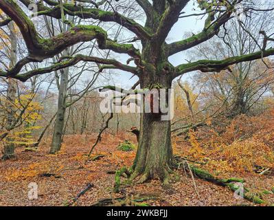 Alte Bäume im Sababurger Urwald im Herbst, Deutschland, Hessen, Gutsbezirk Reinhardswald Stockfoto