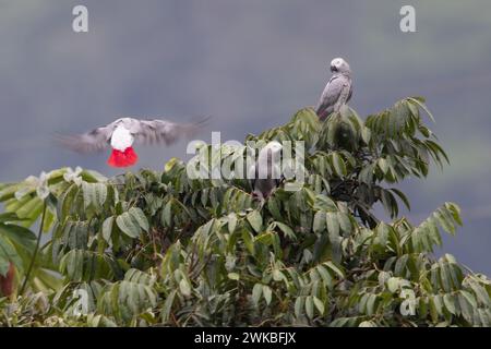 Graupapagei (Psittacus erithacus), oben auf einem Baum in einem Regenwald, einer fliegt in Äquatorialguinea, 1 Stockfoto