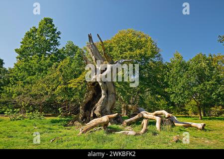 Rotbuche (Fagus sylvatica), toter Baum in Hutewald Halloh, Deutschland, Hessen, Kellerwald Nationalpark, Albertshausen Stockfoto