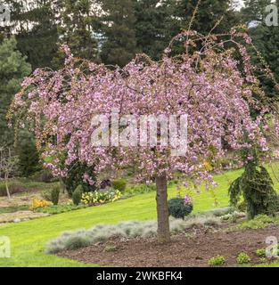 Zierkirschbaum (Prunus 'Kiku-shidare-zakura', Prunus Kiku-shidare-zakura), Sorte Kiku-shidare-zakura, blühender Baum Stockfoto